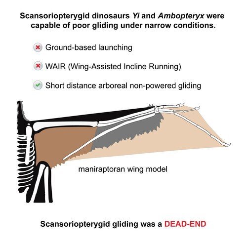 Figure 3. Graphical summary of the major findings of the new study. Image credit: Dececchi et al. 2020.